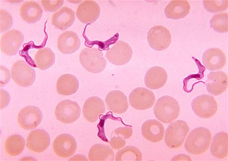 Pvodce spavé nemoci, prvok trypanosoma, je penáen mouchou tse-tse