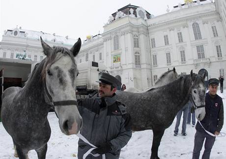 Lipicántí kon ze panlské jezdecké koly ve Vídni