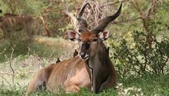 ei zachrauj v Senegalu antilopy Derbyho ped vymenm 
