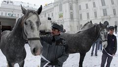 Lipicántí kon ze panlské jezdecké koly ve Vídni