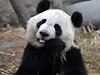 Panda - ilustran foto.
