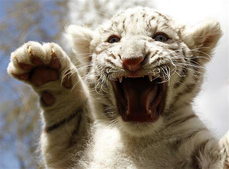 Bílí tygři (ilustrační foto).