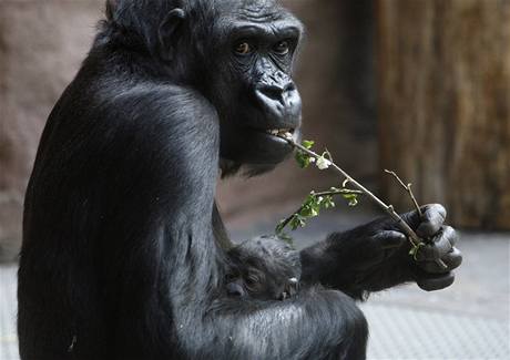 Gorila Kijivu dr v nru dv a pl hodiny star mld, kter se j narodilo 24. dubna dopoledne v prask zoo.
