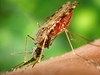 Komár rodu Anopheles, který je přenašečem malárie
