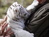 Mláata tygra bílého se narodila v safari parku v nmecké vesnici Hodenhagen.