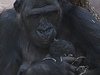 Gorila Kijivu drí v náruí dv a pl hodiny staré mlád, které se jí narodilo 24. dubna dopoledne v praské zoo.