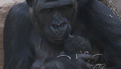 Gorila Kijivu dr�í v náru�í dv� a p�l hodiny staré mlád�, které se jí narodilo 24. dubna dopoledne v pra�ské zoo.