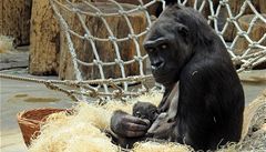 Chcete vidt mld gorily Kijivu? Zoo dnes oteve brny pavilonu 