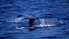 Ekologov zastelili destky velryb