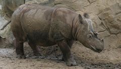 Nosoro�ec sumaterský