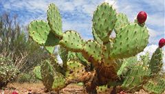 Kaktusy pomohou čistit vodu v rozvojových zemích