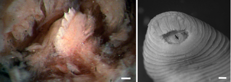 Tyrannobdella rex pod mikroskopem:  A elist,  B písavný otvor, C detail zub, D zuby jiného druhu pijavice