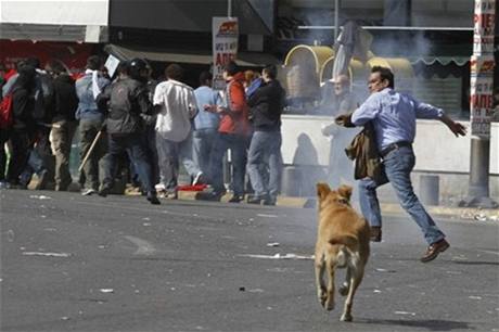Pes, kter nevynechal ani jednu eckou demonstraci po cel lta. Snmek z 11.bezna 2008