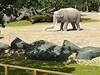 Vizualizace nového pavilonu pro slony