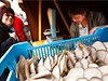 Na praském Kubánském námstí byl dnes 22.5.2010 zahájen provoz Farmáského trit Kubá. Na dalím praském triti, které je v provozu tikrát týdn, tak mohou etí zemdlci pímo prodávat své produkty