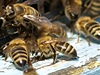 Včelí úl (ilustrační foto)