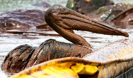 Ropná katastrofa - pelikán pokrytý vrstvou ropy