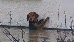 Hrdina povodní: pes, který překonal sám sebe