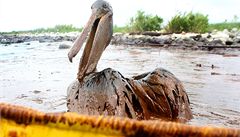 Ropná katastrofa - pelikán pokrytý vrstvou ropy