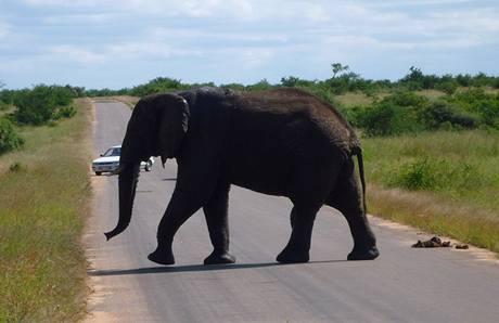 Slon na cest