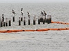 Pelikány v Mexickém zálivu ohrouje ropná skvrna