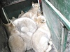 Zoo Brno má deset arktických vlat