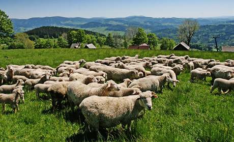 Ovce na agrofarm