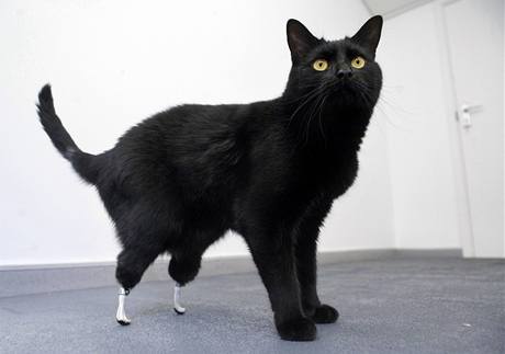 Kočka s protézou