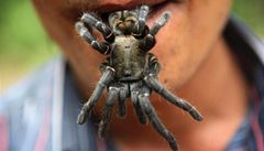 Kamboda lk turisty: ulovte si tarantuli a pak ji snzte