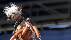 Soutící ucházející se o titul o nejoklivjího psa