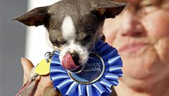 Soutící ucházející se o titul o nejoklivjího psa