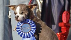 Princezna Abby, nejoklivjí pes