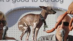 Soutící ucházející se o titul o nejoklivjího psa