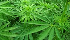 Policie obvinila skupinu lidí z pěstování marihuany za 100 milionů ročně