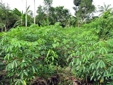 Plantá manioku (ilustraní foto)