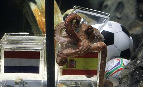 Chobotnice Paul si vybírá potravu před finále Nizozemsko-Španělsko.