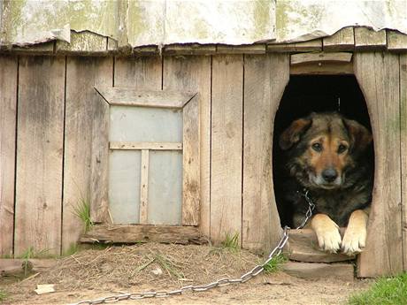 Pes v boud (ilustraní foto)