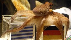 Chobotnice Paul si vybírá potravu před zápasem o 3. místo Uruguay-Německo. | na serveru Lidovky.cz | aktuální zprávy