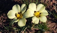 Nová jihoafrická květina dostala jméno po vuvuzele 