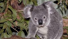 Nález zkamen�lých kostí va�natc� m��e ukázat dal�í podobnosti pradávných zví�at s koalou