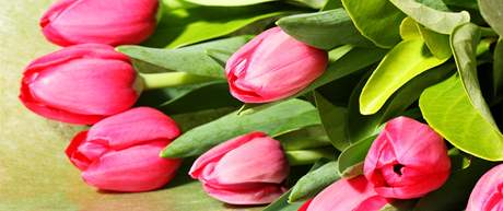 Kytice tulipán (ilustraní foto)
