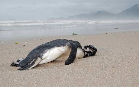 Mrtvý tučňák, kterého vyplavilo moře na brazilskou pláž.