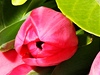 Kytice tulipán (ilustraní foto)