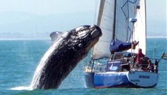 Na americkou jachtu zaútočila velryba