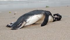 Záhada: oceán v jižní Brazílii vyplavil 500 tučňáků