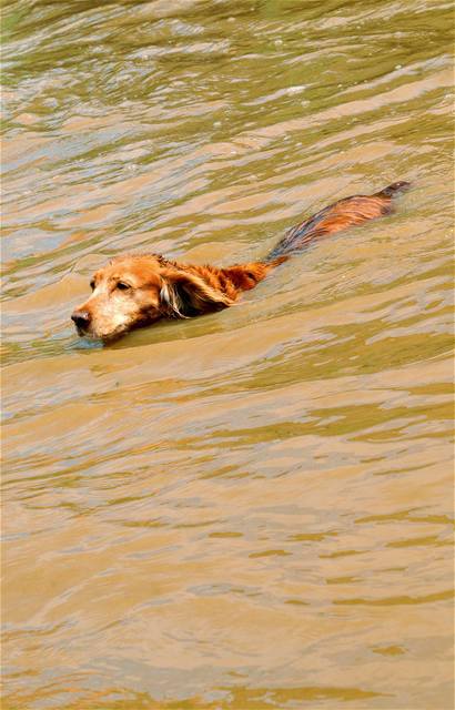 Pes ve Svídnici plave k suché zemi.