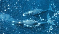 Velryba grnsk doke potravu vyhledat ichem