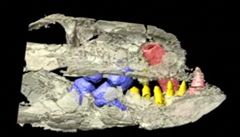 Lebka prehistorického krokodýla s pevýkavými zuby.