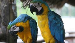 Češi pašovali papoušky za miliony. I extrémně vzácné ary