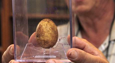 Vedoucí výzkumu Bohuslav Klíma ukazuje jeden z nejvzácnjích letoních nález, dochované vejce, nalezené v jednom z hrob na nejvtím pohebiti starých Slovan na Morav v Hraditi u Znojma
